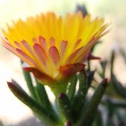 Lampranthus bicolor, KRCA, vygie